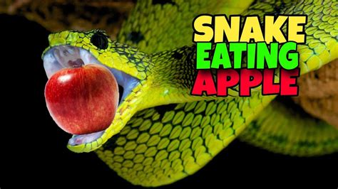 Snake Eats Apple .